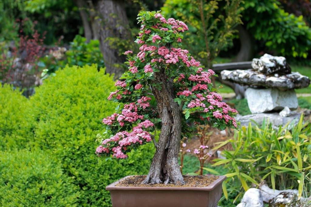 jak przycinać bonsai ficus