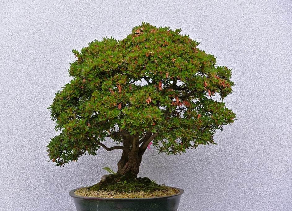 jak przycinac drzewko bonsai ficus